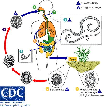 ascaris life cycle