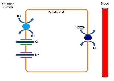 parietal cells