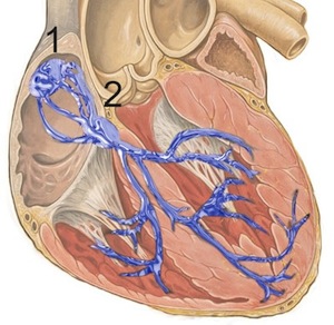 Electrical Control of the Heart