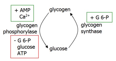glycogen regulation