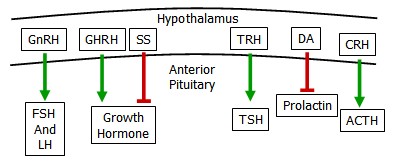 pituitary hormones