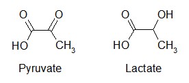 lactate and pyruvate