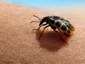 skin bug