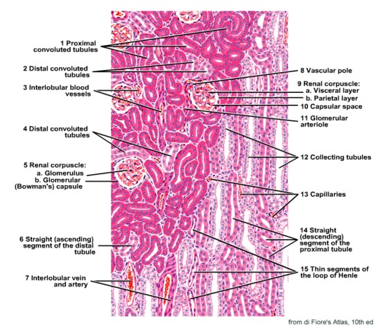 Index of /renal/biology